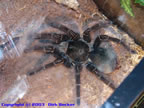 Theraphosa leblondi